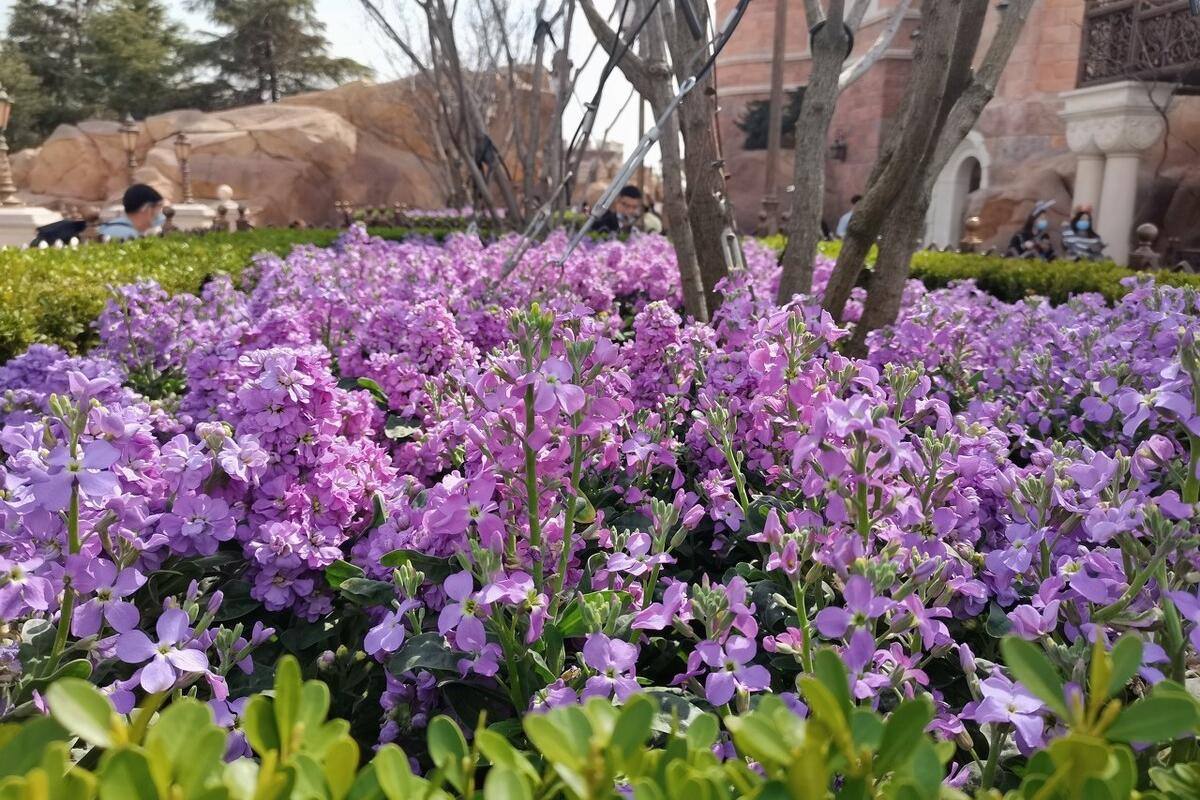 勿忘我的养殖方法和注意事项,勿忘我怎么养