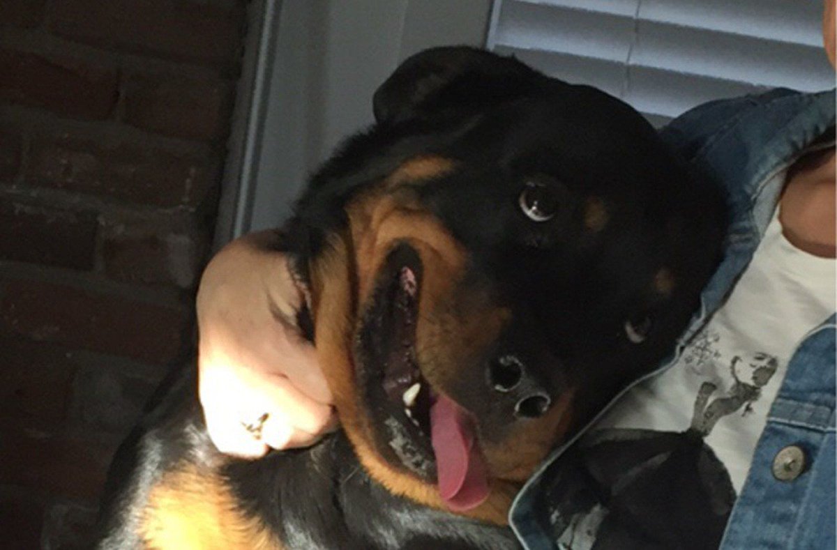 罗威纳犬和拉布拉多哪个适合家养,拉布拉多犬和罗威纳哪个好养