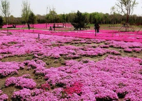 去看万紫千红的花海,五一近郊赏花去看缤纷七彩花田