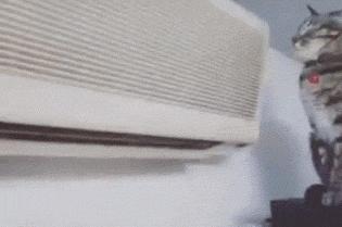 家猫特别懒怎么办,自己家蓝猫跑出去怕热怎么办