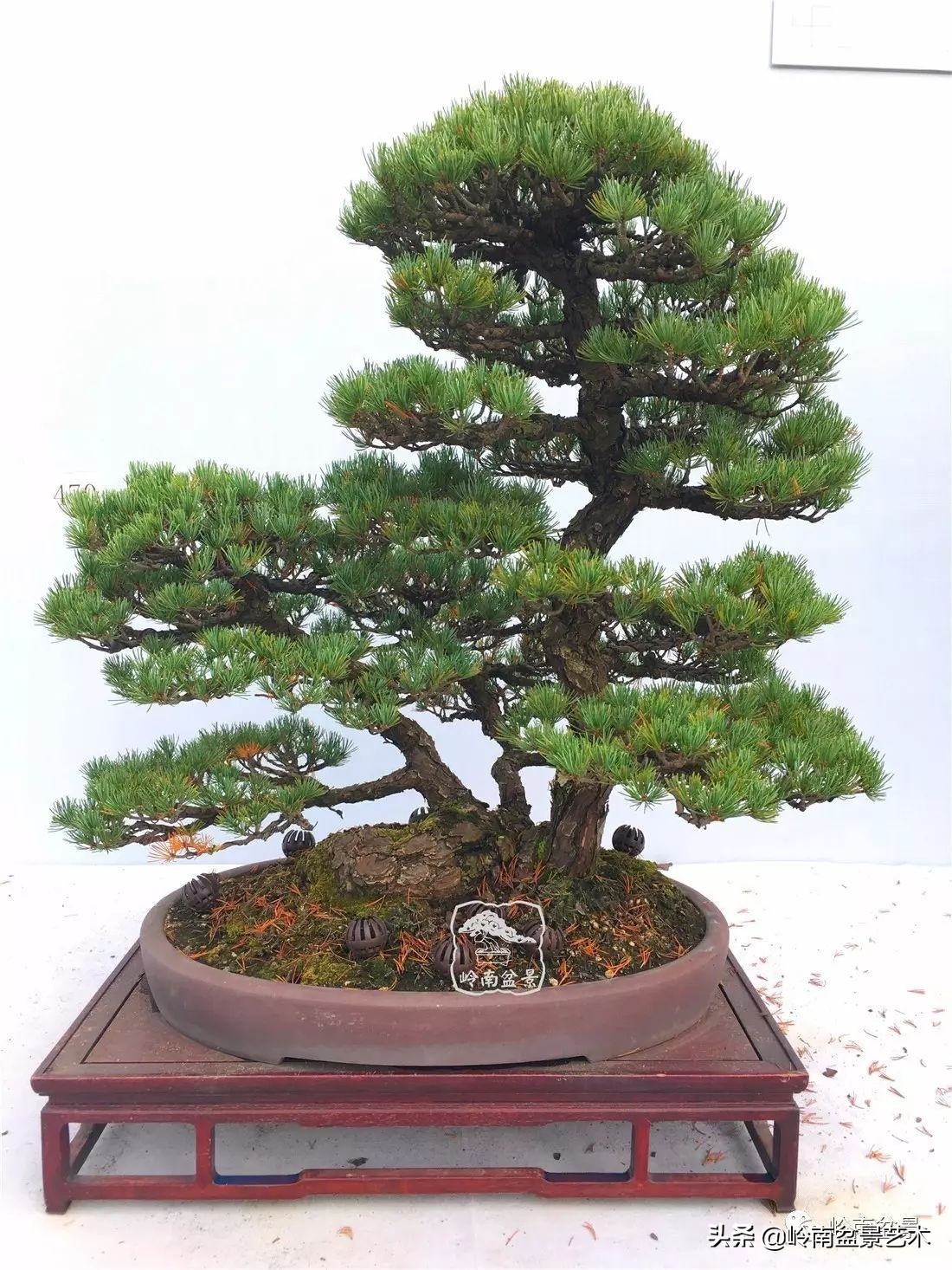 松树在水旱丛林盆景创作中的运用 (松树丛林盆景经典之作)