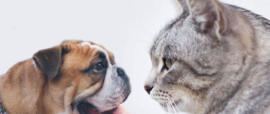 被狗舔了破皮的伤口要不要打疫苗,狗舔了轻微破皮的伤口多久打疫苗