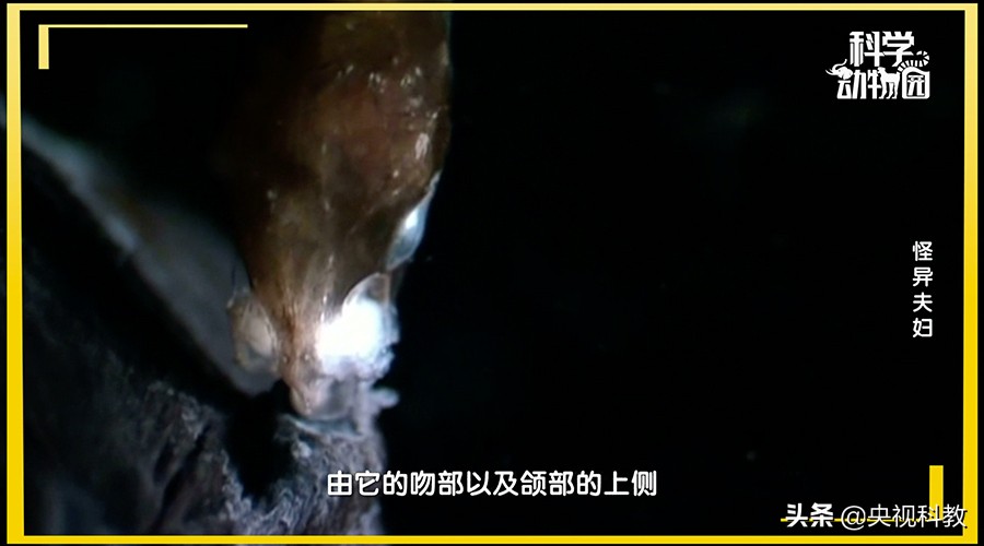 澶ц穼鐪奸暅,澶ц穼鐪奸暅鍜屽嚭涔庢剰鏂欑殑鍖哄埆