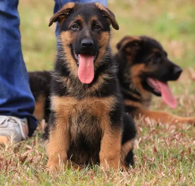 狗狗经常呕吐用什么药好得快,狗狗拉稀呕吐最有效的解决方法