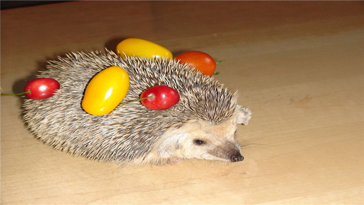 刺猬宝宝的养殖方法,养刺猬宝宝的第一天