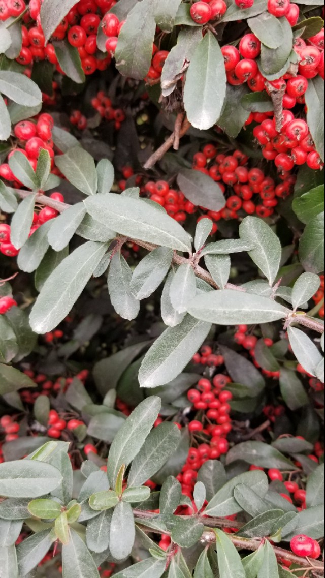 火棘俗称什么名字,火棘又叫什么名字