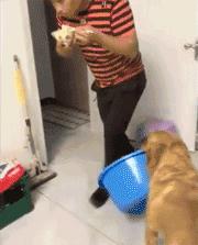 金毛太瘦可以买么,金毛太瘦需要补充营养膏么