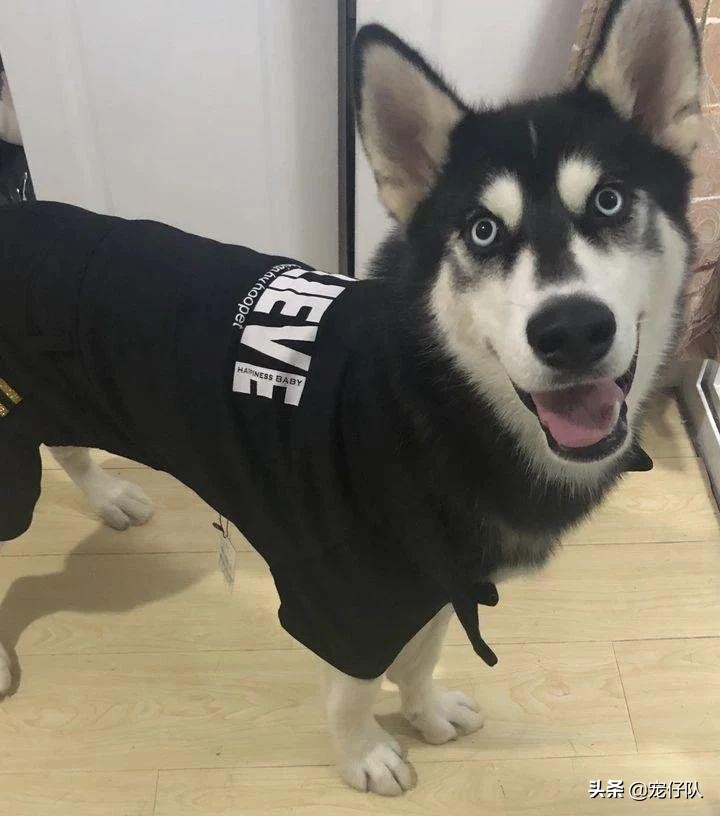 给可爱的小猫找靠谱的领养,给小动物找个家