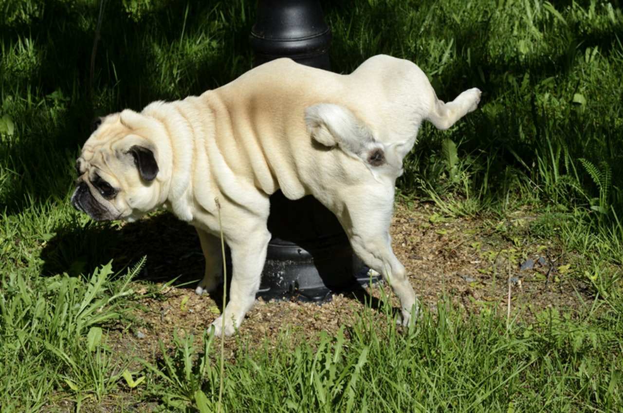 狗大便前为什么要转圈圈,为什么狗拉屎前转圈圈