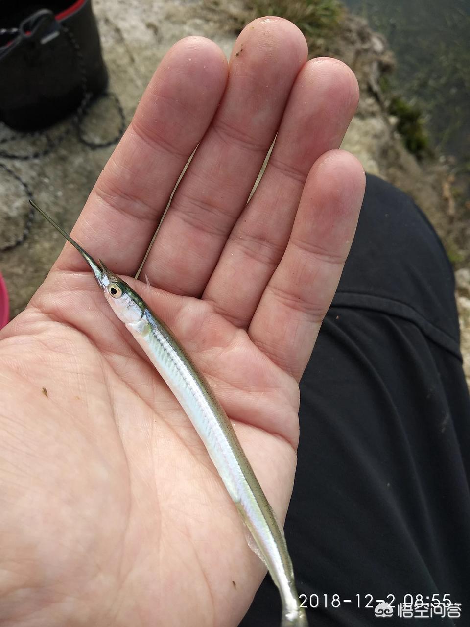 路亚钓海鲈鱼视频,女路亚钓手钓海鲈鱼