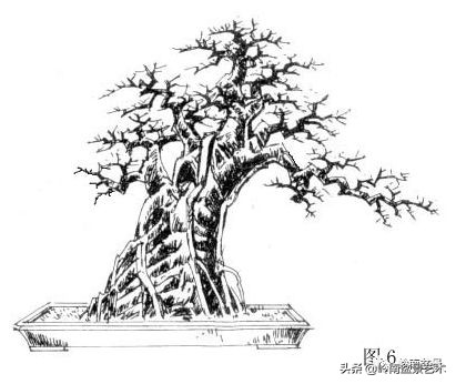 盆景侧枝和飘枝有什么区别,盆景大飘枝讲解