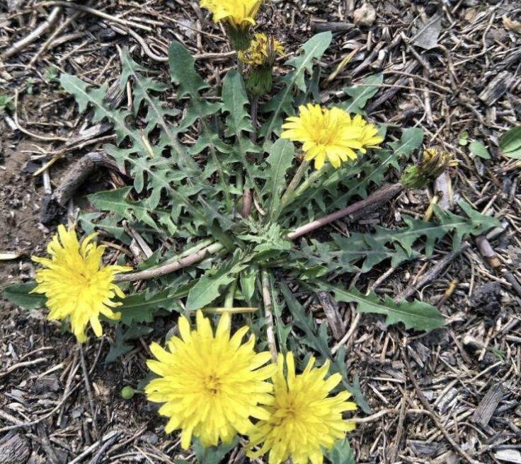 “1种草”在路边不起眼,人称“蒲公英”,处理后价值高,请珍惜