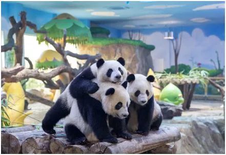 2021国庆节广州长隆野生动物门票,广州长隆野生动物世界门票攻略