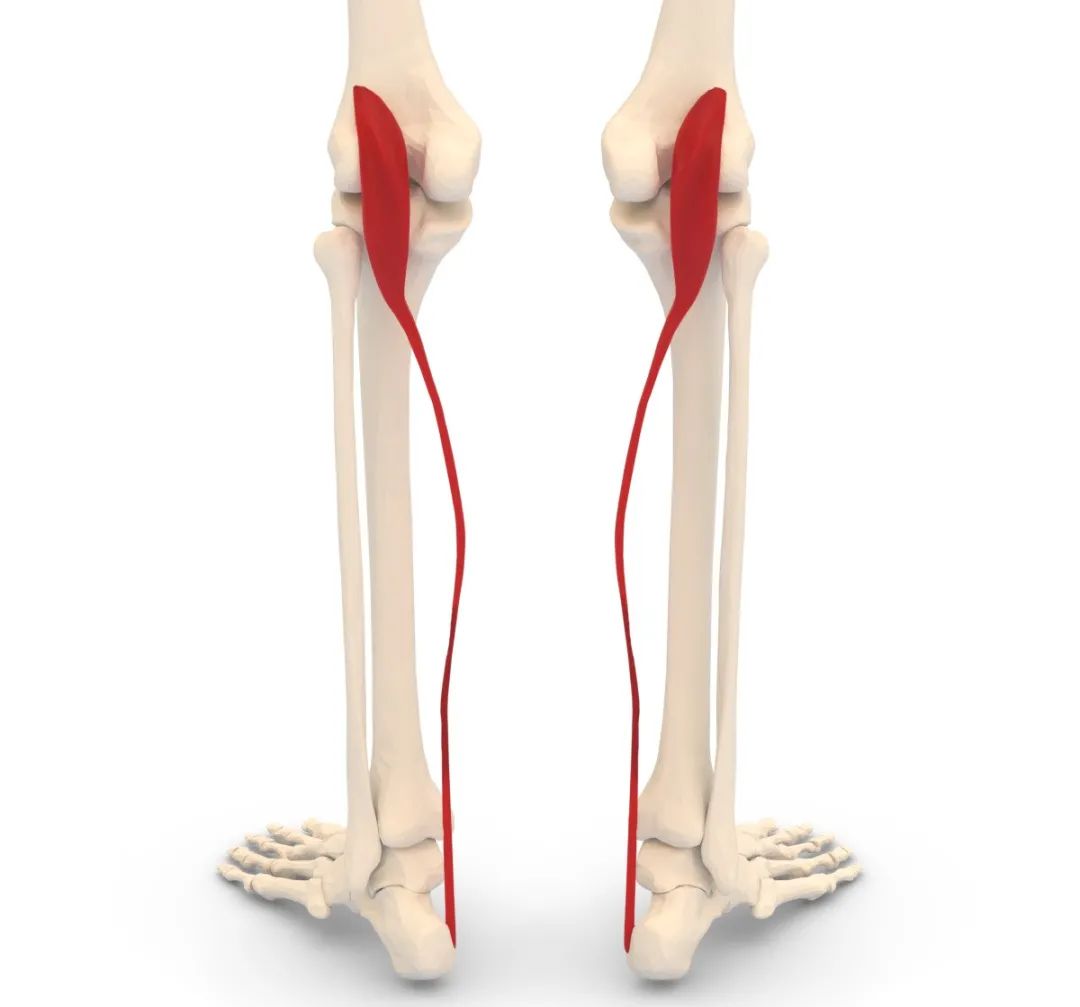 动作学院课程,动作学院体能培训