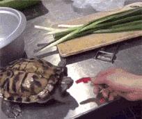 吃辣有助降低消化道癌症风险,吃辣能降低患癌的风险吗