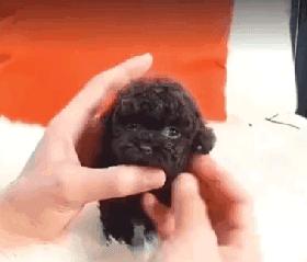 超级可爱呆萌的小奶狗,全种类小奶狗超萌合集