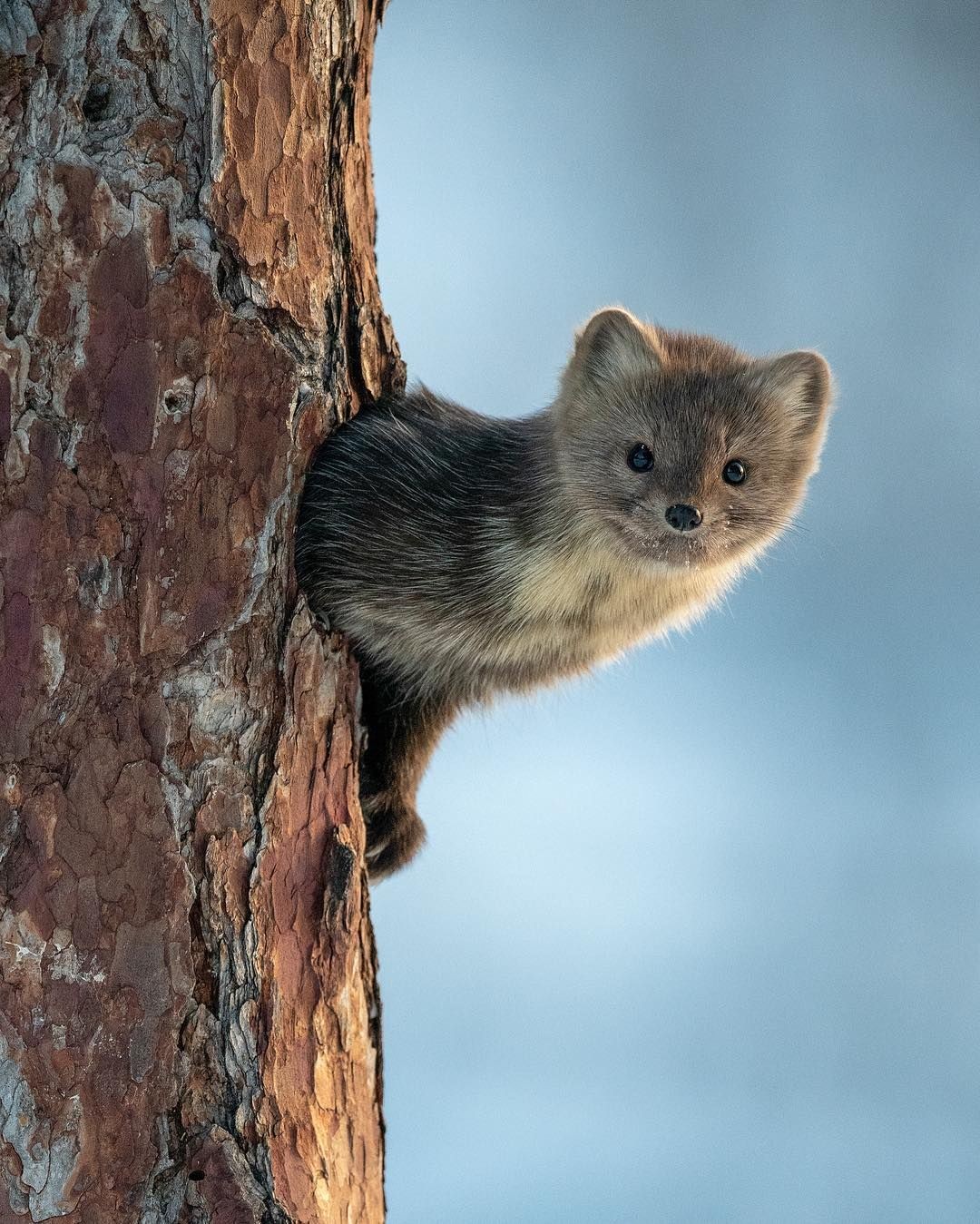 东北三宝野生紫貂时隔40年又出山,长白山野生小紫貂