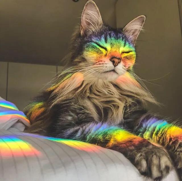 新手猫奴知识大全,猫奴初学者