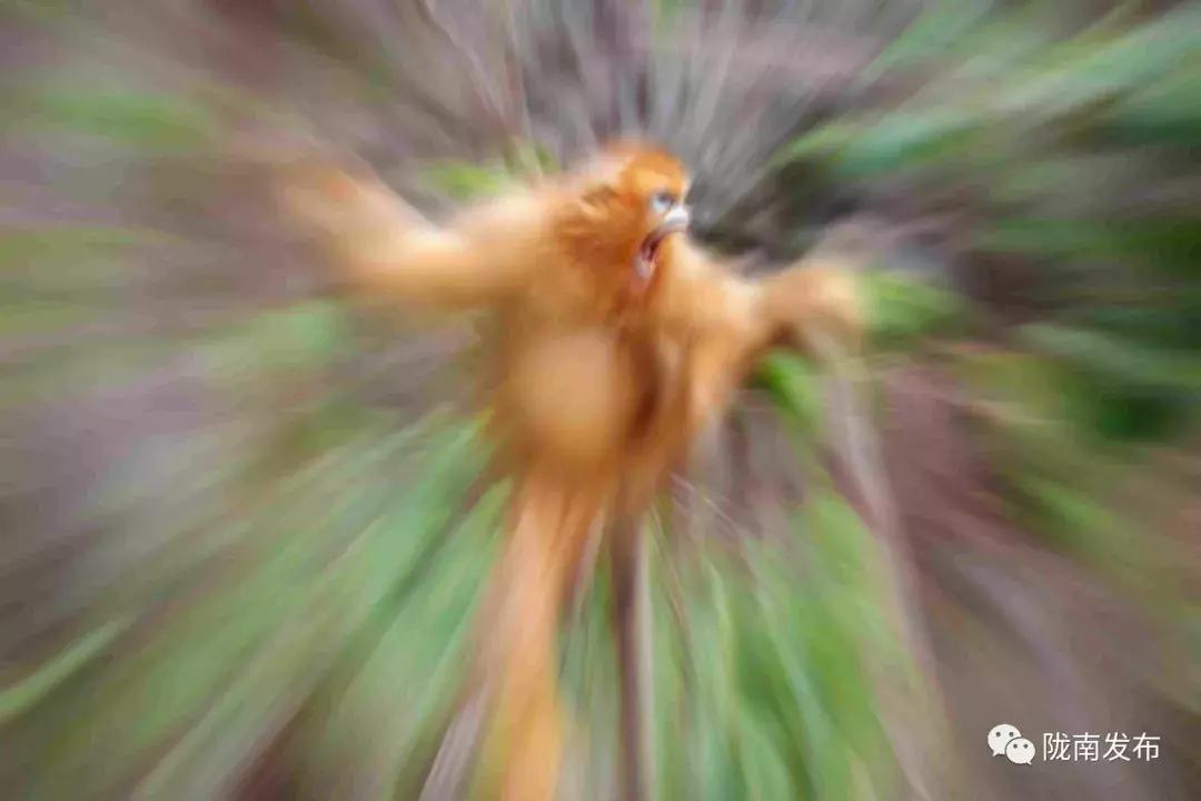 武都的风景大全,武都美丽景色