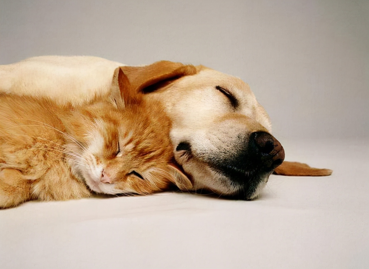 半夜狗突然对着空气大叫,狗突然对着一个地方吠叫