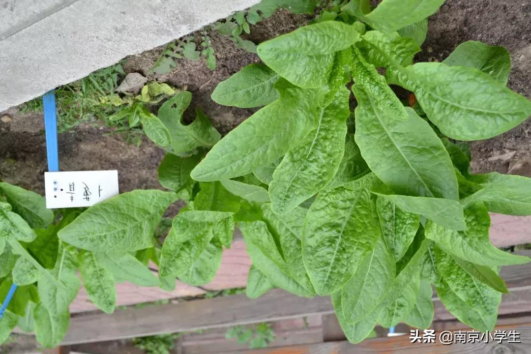 春和景明少年时,古雄小学2021年新生