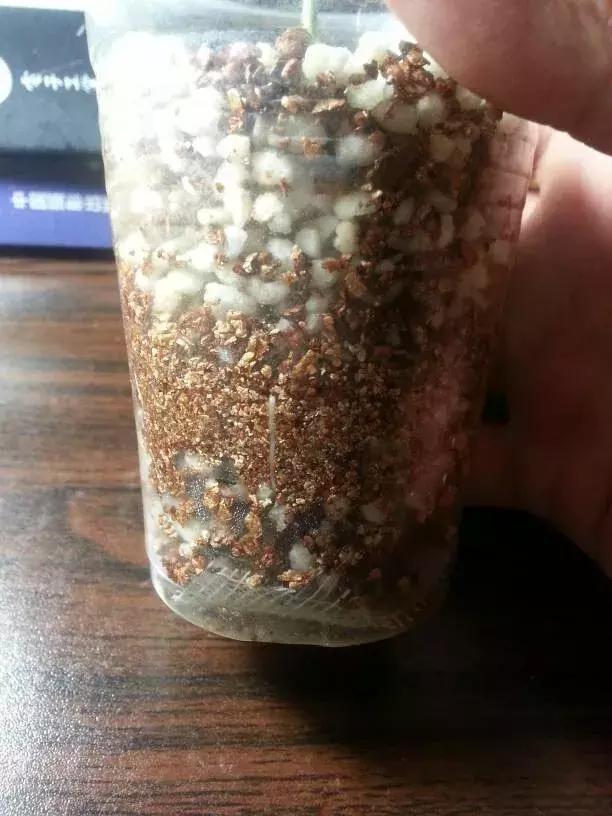 茉莉花长出白根可以扦插吗,茉莉花有白根枯杆还能返青吗