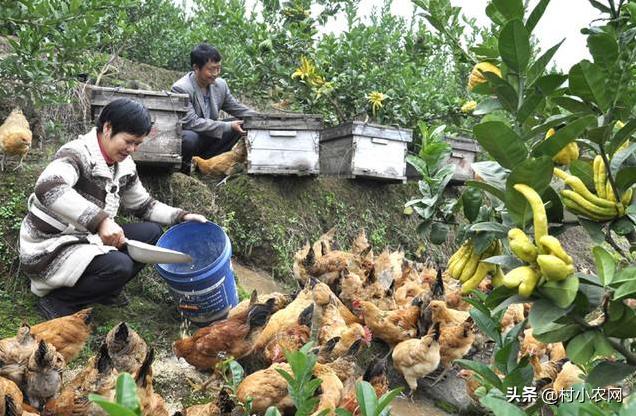 农村最快最赚钱的果树,三农种植致富技术果树