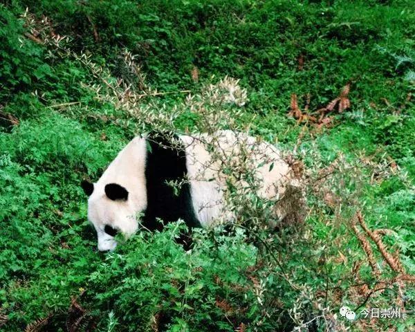 成都的天府公园,四川天府新区的公园城市