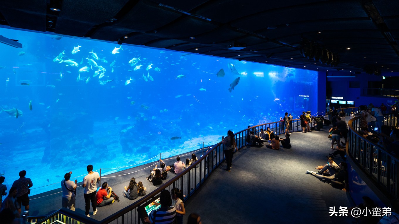 5年之许,小白逆袭重返新加坡