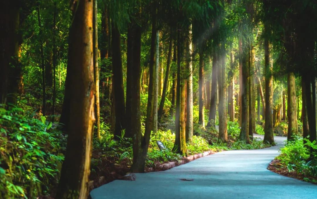 收获趣爽夏日！养生谷第二届蓝莓采摘节完美落幕，避暑嗨玩就在养生谷