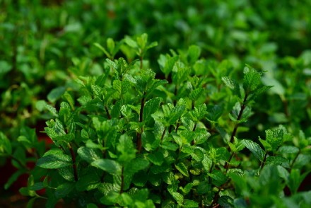 西餐常用的十三种香草介绍大全,西餐中常用的15种香料和香草