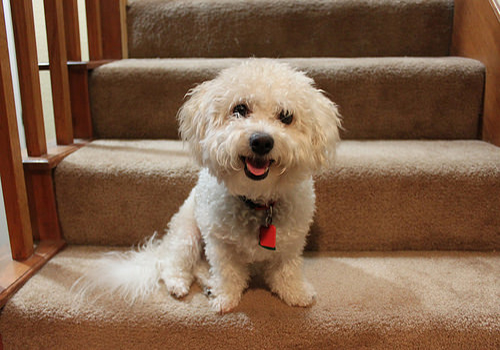 狗狗瘸腿了吃什么药,狗狗瘸了怎么才知道是不是骨折