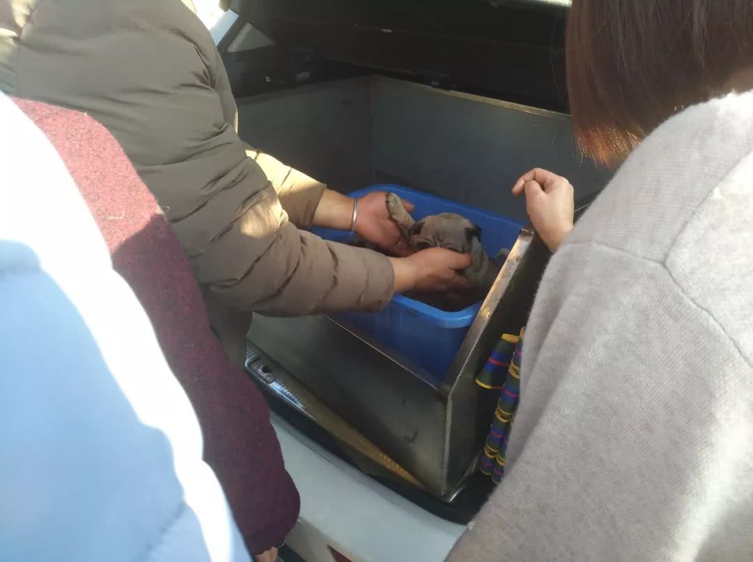 出售巴哥犬350元,卖巴哥幼犬