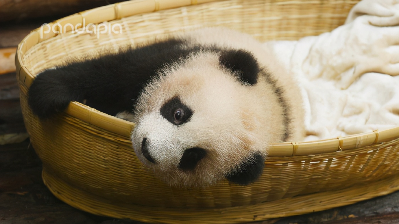 出彩“滚滚”|每一只熊猫都是潜力股......