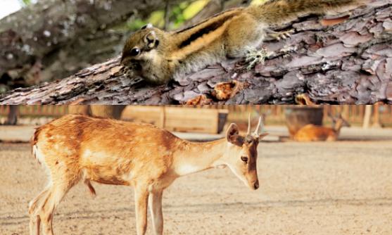 夏天泰顺避暑,泰顺度假胜地