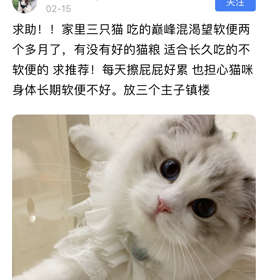 辟谣别再相信猫咪养不熟,辟谣猫咪并非黑夜都能看得清