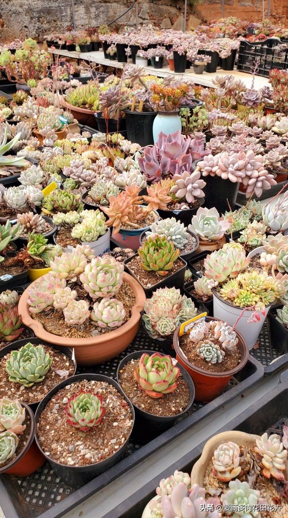 澶氳倝绉嶆鍒涗笟鍚堜綔,澶氳倝绉嶆鍒涗笟椤圭洰