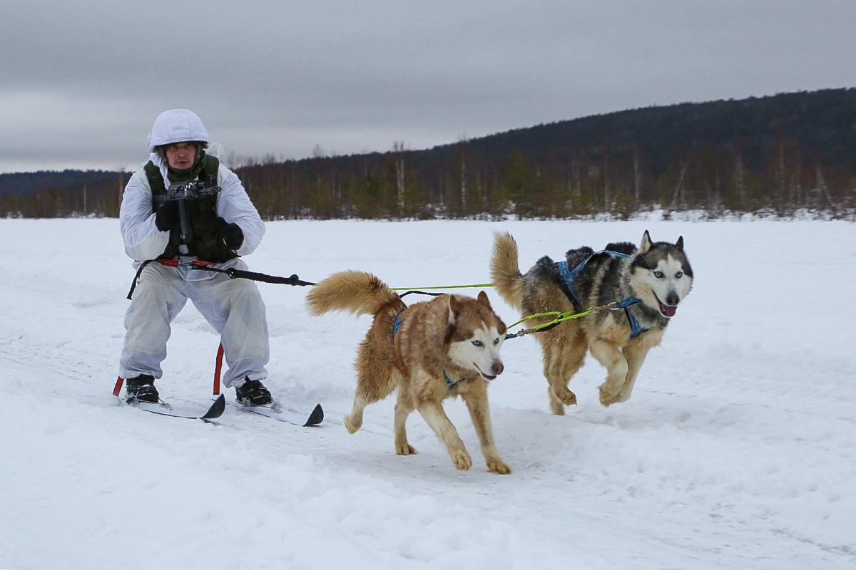 这才是哈士奇的正确打开方式：俄军北极摩步旅组建哈士奇雪橇犬队