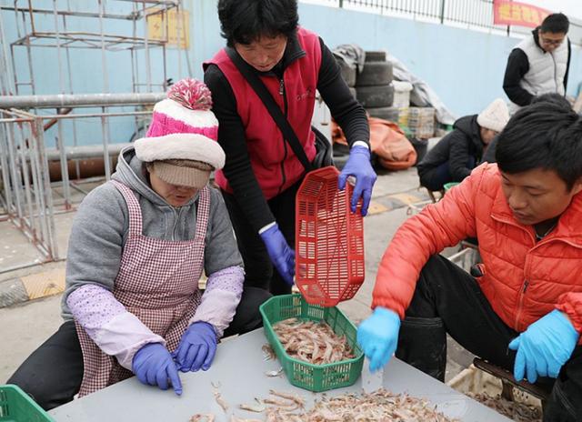 青岛海蛎虾,2019年青岛蛎虾