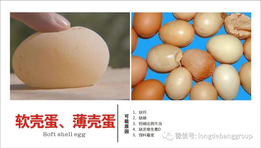 蛋鸡蛋壳质量有问题怎么办？血斑蛋、粪便蛋、斑点蛋咋办？