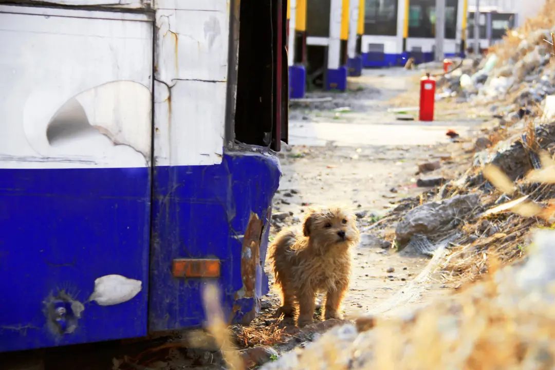 追逐公交的人,拼命追公交车