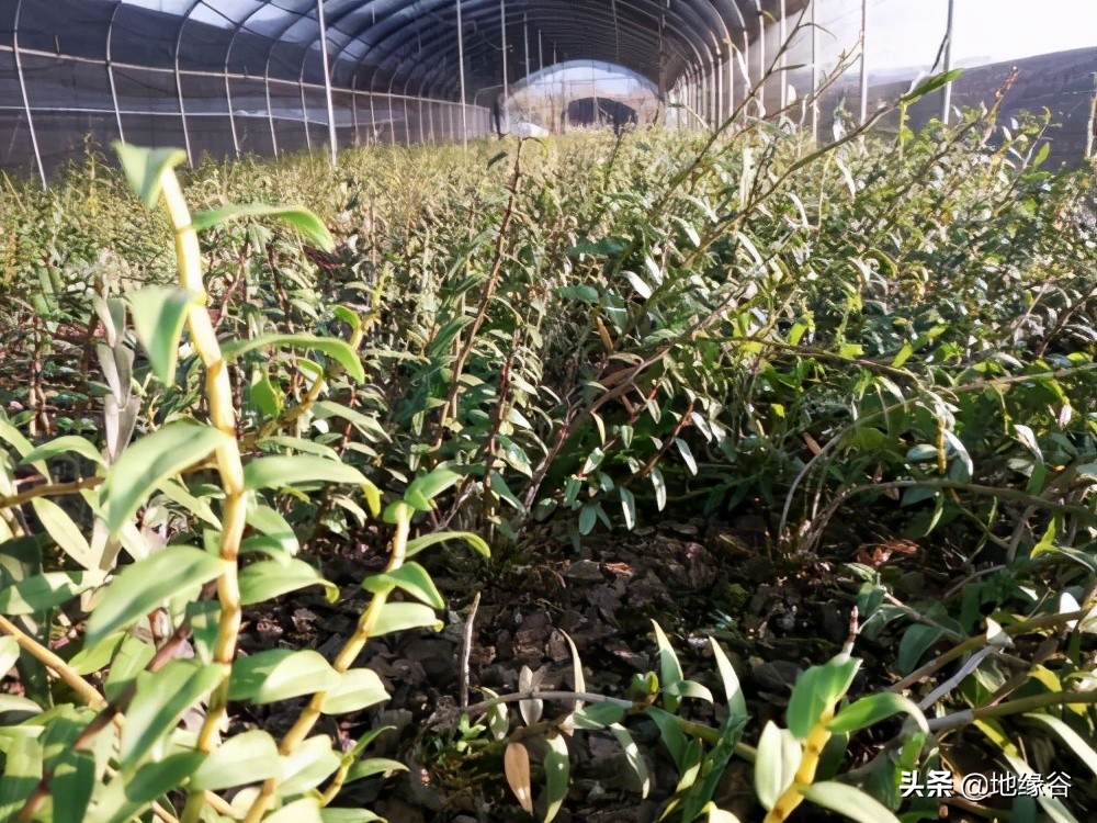 粤北地区发展落后的原因,粤北该怎么发展