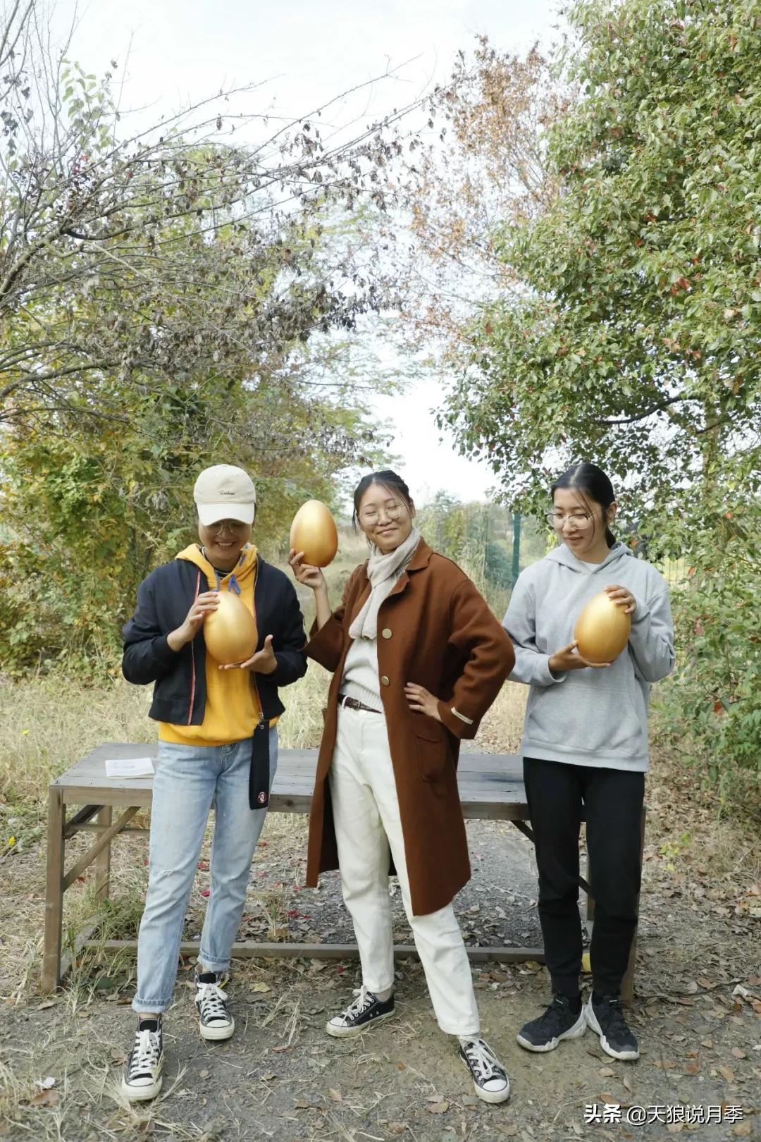 天狼月季起源,天狼月季是做什么的