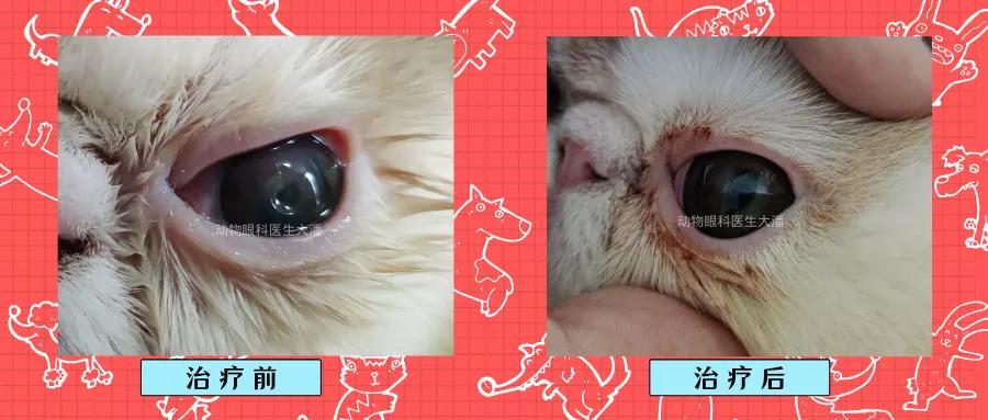加菲猫角膜溃疡，眼睛有凹陷的治疗