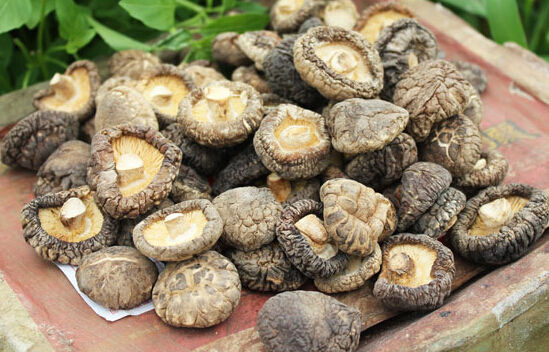 2017年香菇行情预测,10万袋香菇纯利润