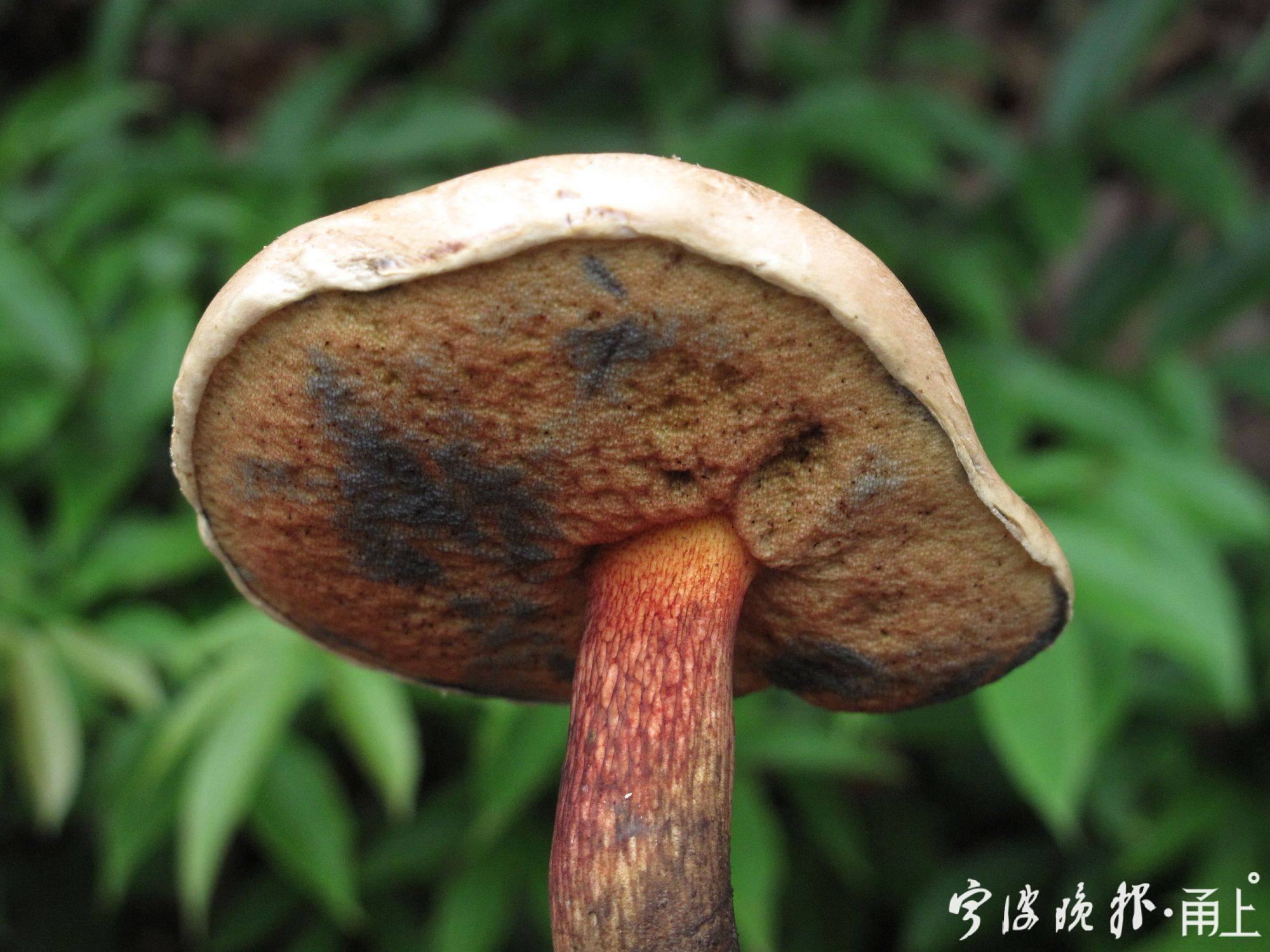 超长梅雨季菌物“狂欢”！鲜艳的有毒朴素的无毒？不一定！一起来了解下
