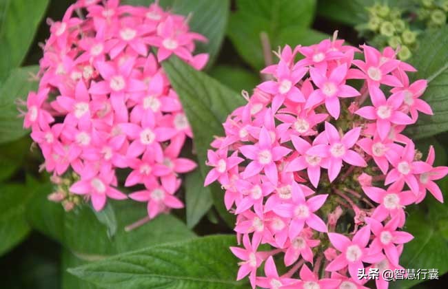 浜斿僵缂ょ悍婊″ぉ鏄熺殑鑺辫,鍚勭娓呮柊娣￠泤鐨勫皬鑺辩殑鑺辫