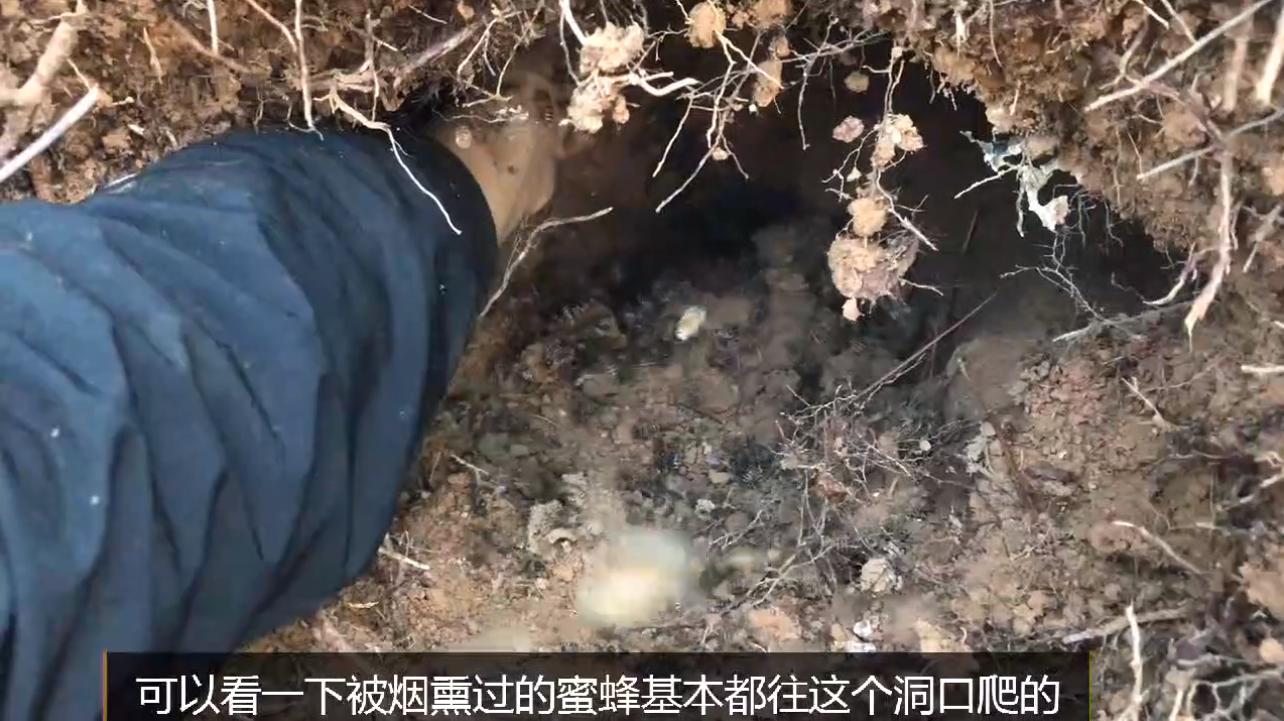 野外地里的蜜蜂怎么收进箱子,野外的蜜蜂怎样收回家里来养