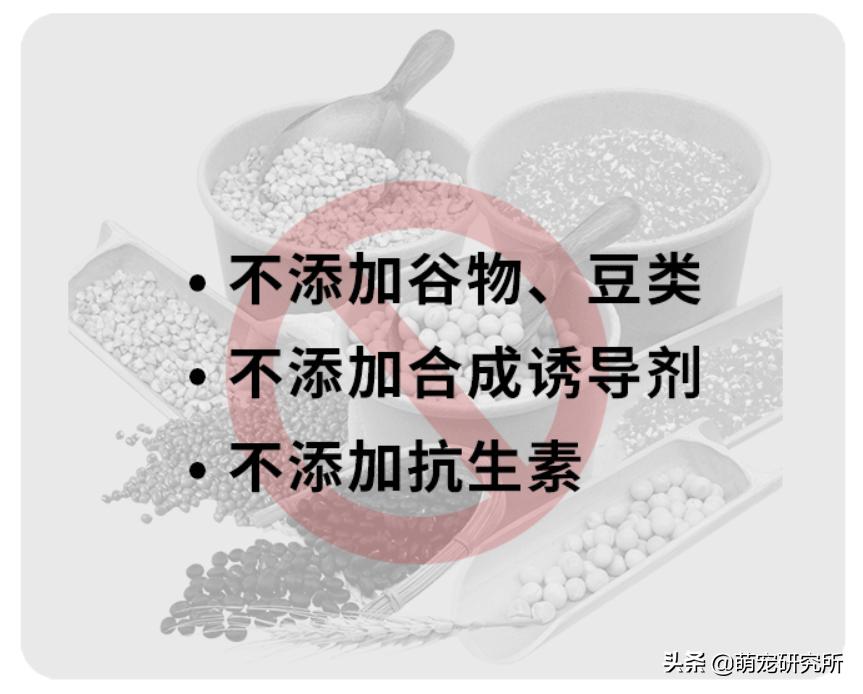 你家英短蓝猫什么样,美短英短哪个性格好