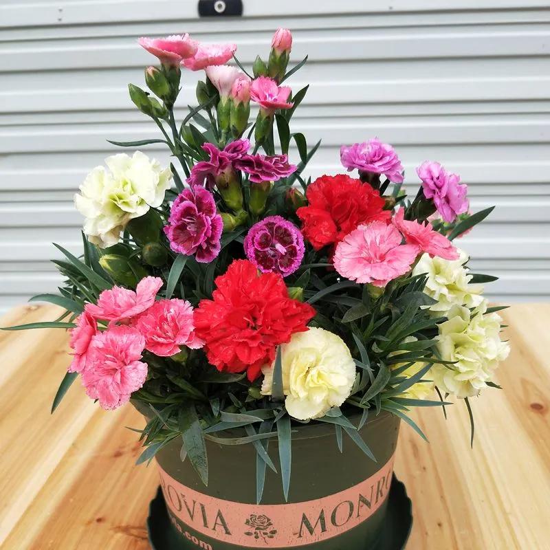 母亲节礼物除了康乃馨还能送啥,母亲节到了给妈妈送一个康乃馨